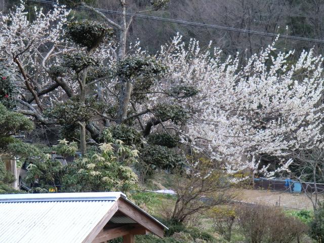 今年も庭先に梅の花(水府中染)